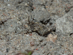 Paratettix mexicanus