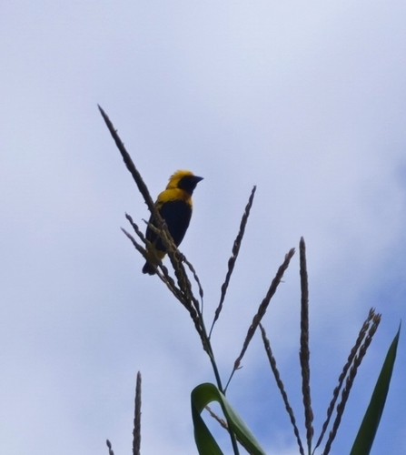 Obispo coronigualdo (Euplectes afer)