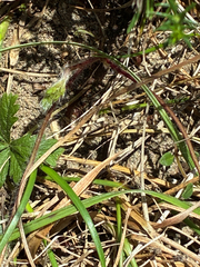 author not stated, no rights reserved Potentilla heptaphylla, photograph author not stated, no rights reserved
