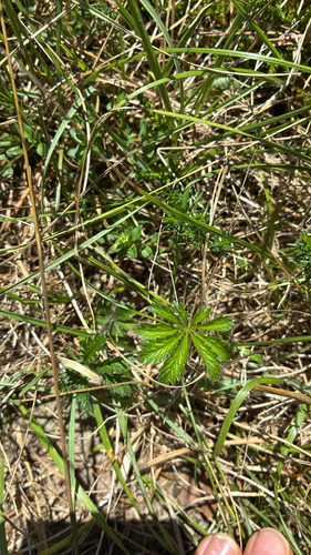 Potentilla heptaphylla, photograph 1