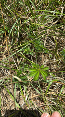 Potentilla heptaphylla