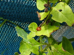 Harmonia axyridis