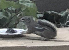 Ammospermophilus interpres