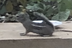 Ammospermophilus interpres