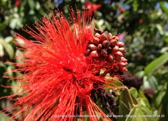 Calliandra trinervia