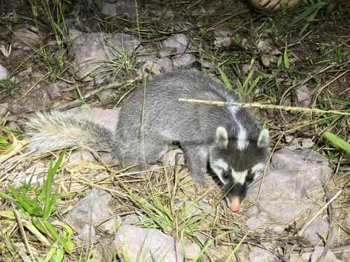 Small-toothed Ferret Badger