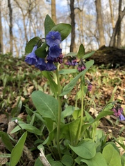 Mertensia virginica