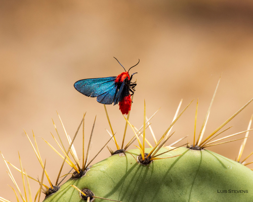 Lerina incarnata