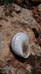 Massylaea massylaea