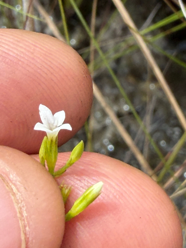 Curtia tenuifolia, 2026-07-08