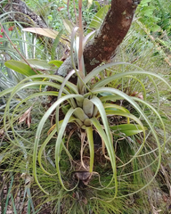 Tillandsia tricolor