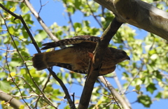 Buteo lineatus