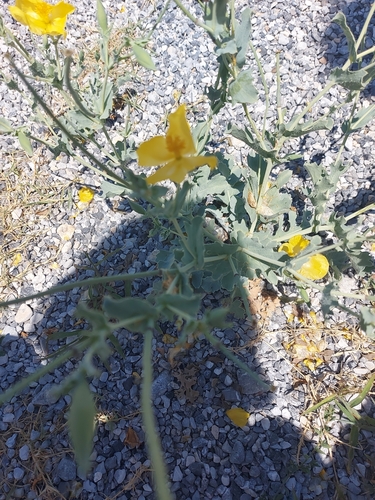 Yellow Horned Poppy