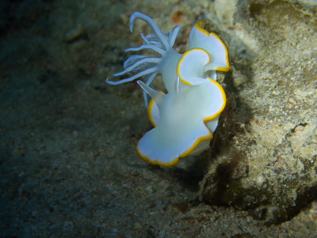 Ardeadoris egretta