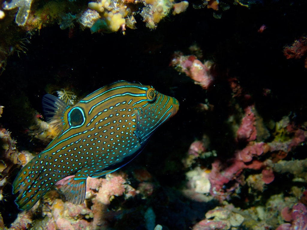 False-eyed Pufferfish