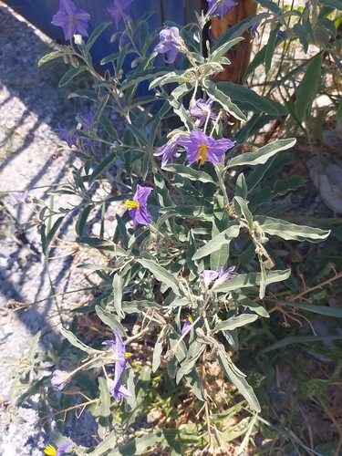 silverleaf nightshade