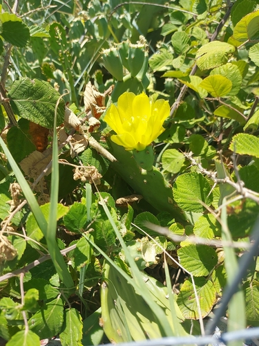beach prickly pear