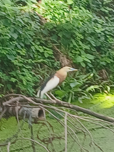 Javan Pond-Heron
