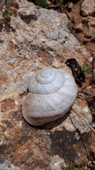 Massylaea massylaea