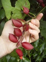 Thunbergia coccinea