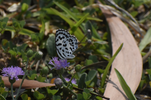 Common Pierrot