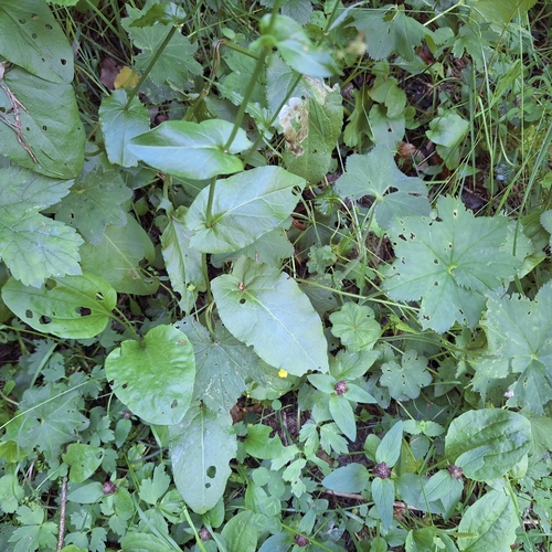 Rumex arifolius, photograph 5