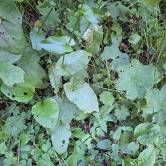 Rumex arifolius, photograph author not stated, no rights reserved