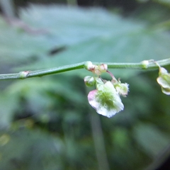 Rumex arifolius, photograph author not stated, no rights reserved
