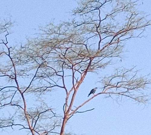 Dark Chanting-Goshawk