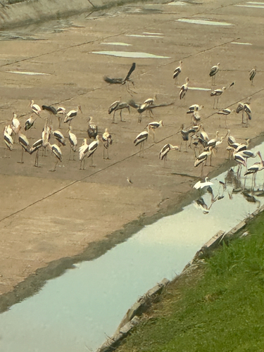 Painted Stork