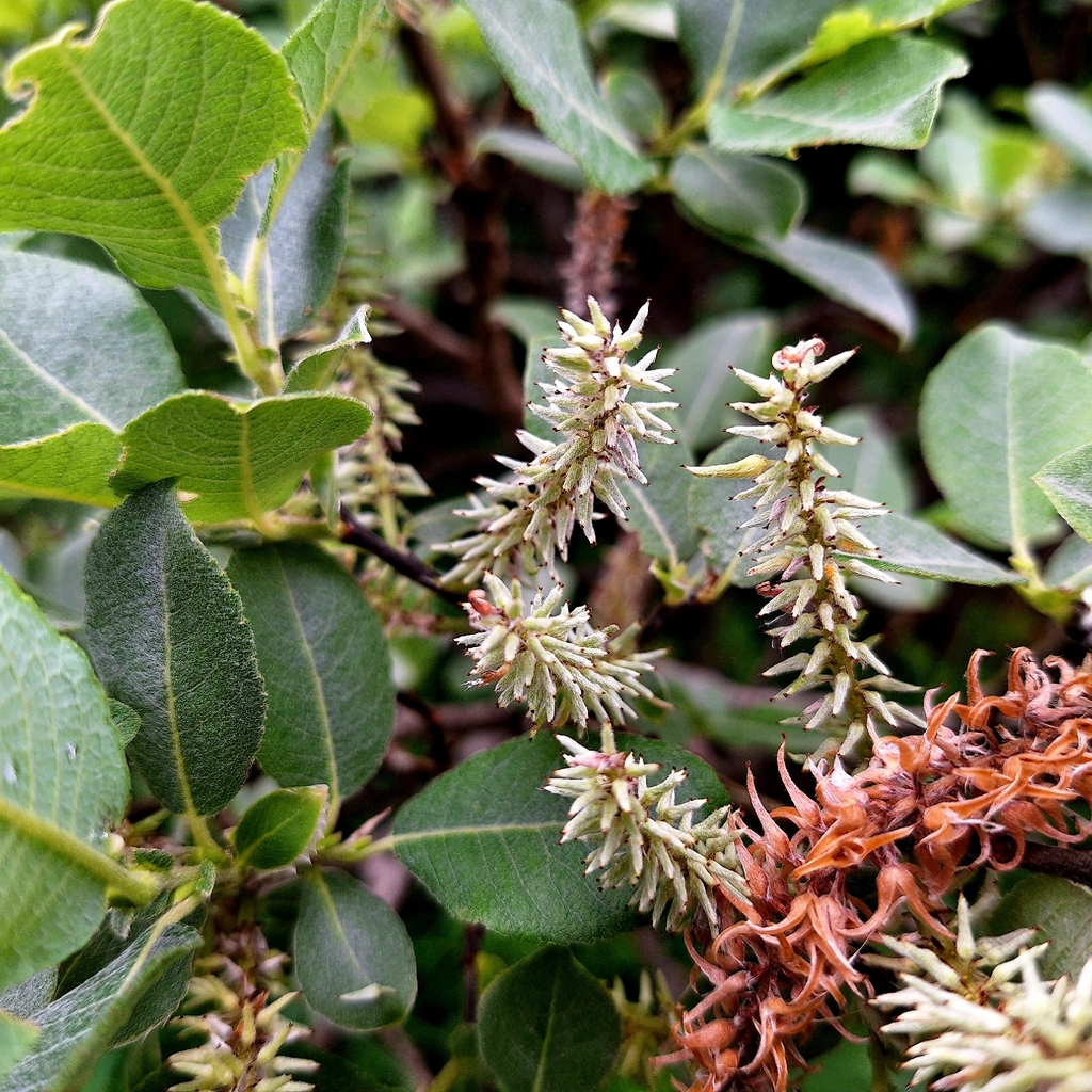 Salix silesiaca; photograph author not stated, no rights reserved
