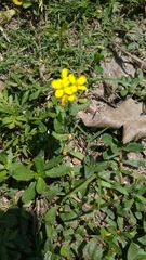 Angiospermae