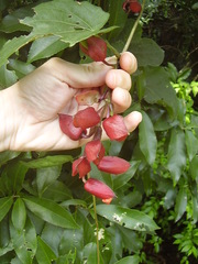 Thunbergia coccinea