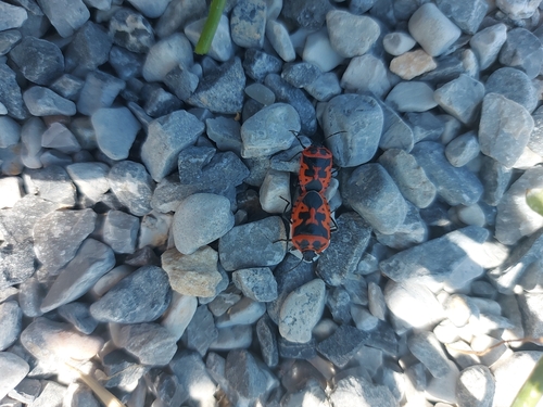 Spectacular Cabbage Bug