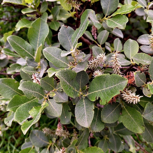 Salix silesiaca, photograph 2