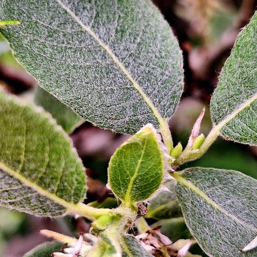 Salix silesiaca, photograph 3
