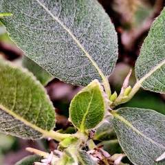 author not stated, no rights reserved Salix silesiaca, photograph author not stated, no rights reserved