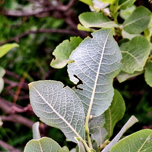 Salix silesiaca, photograph 4