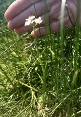 Oenanthe fistulosa