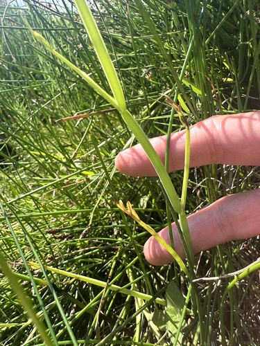 Oenanthe fistulosa, photograph 2