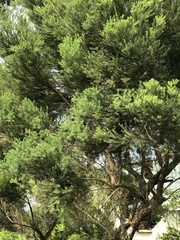 Melaleuca alternifolia