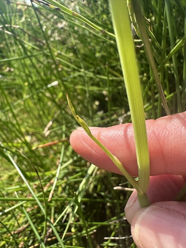 Oenanthe fistulosa, photograph 3