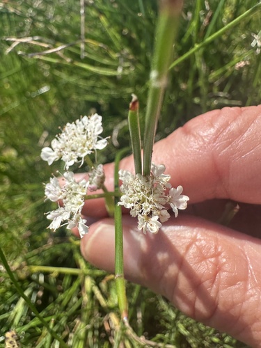 Oenanthe fistulosa, photograph 4
