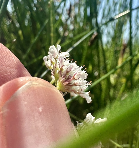 Oenanthe fistulosa, photograph 5