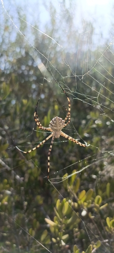 Lobed Argiope