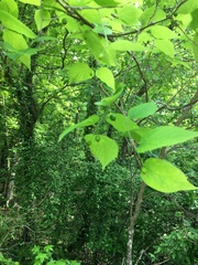 Celtis smallii