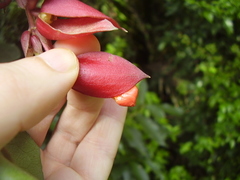 Thunbergia coccinea