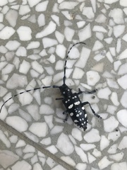 Anoplophora macularia