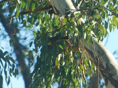 White-plumed Honeyeater