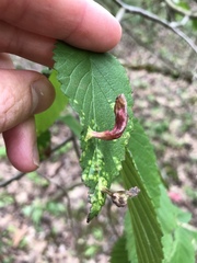 Tetraneura